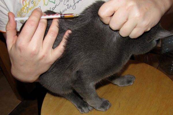 Как сделать укол коту внутримышечно или в холку