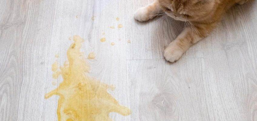 Кота или кошку рвет желтой жидкостью: почему и что делать