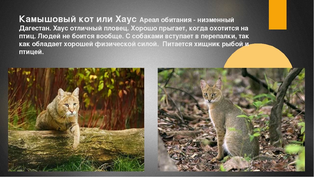 Камышовый кот - происхождение вида и среда обитания, характер и поведение, содержание в домашних условиях
