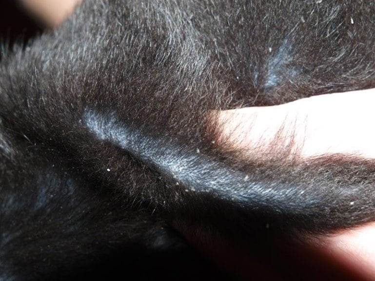 Почему у щенка немецкой овчарки появились седые волосы на спине