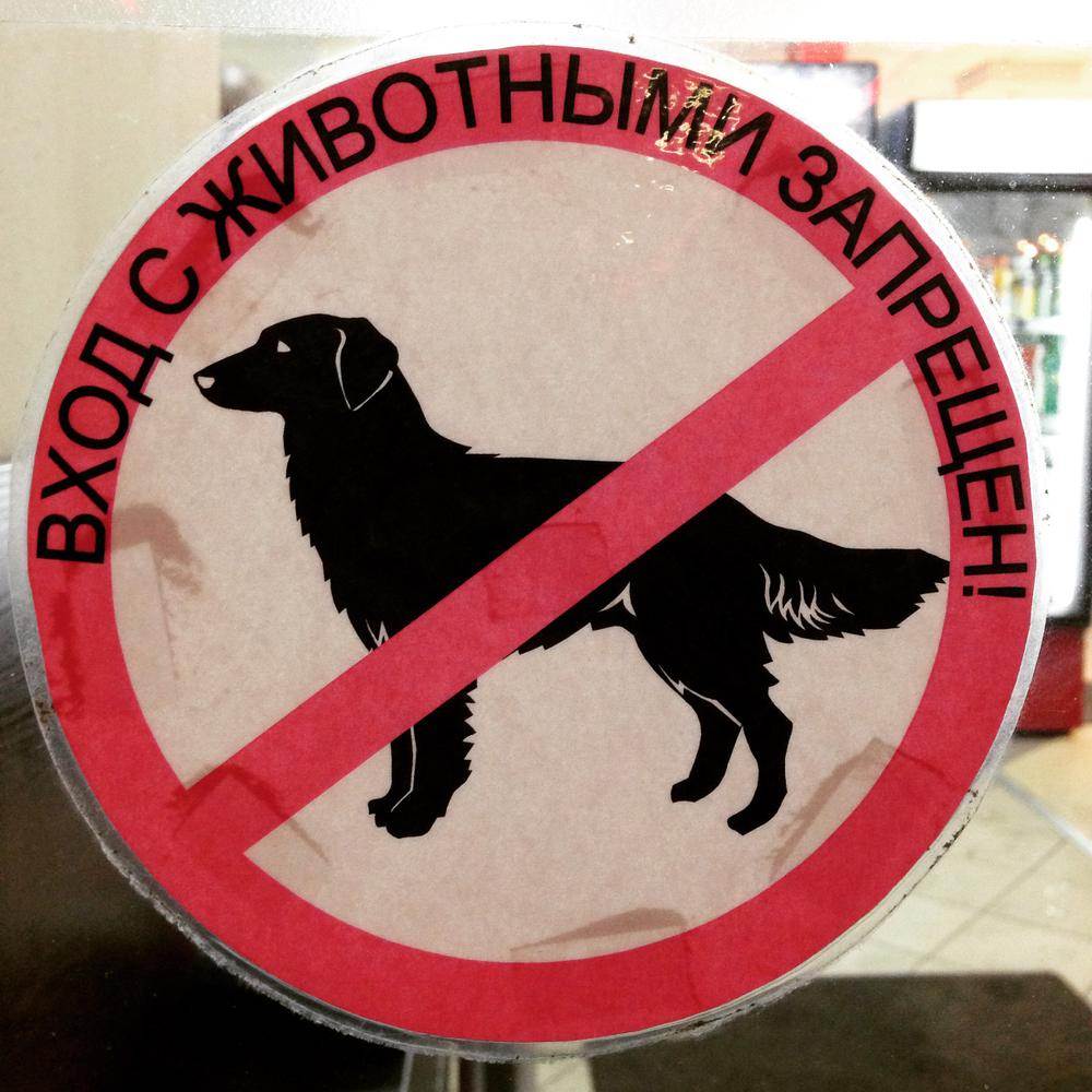 Вход с собакой запрещен: законны ли штрафы в магазинах и кафе? - magadanmedia
