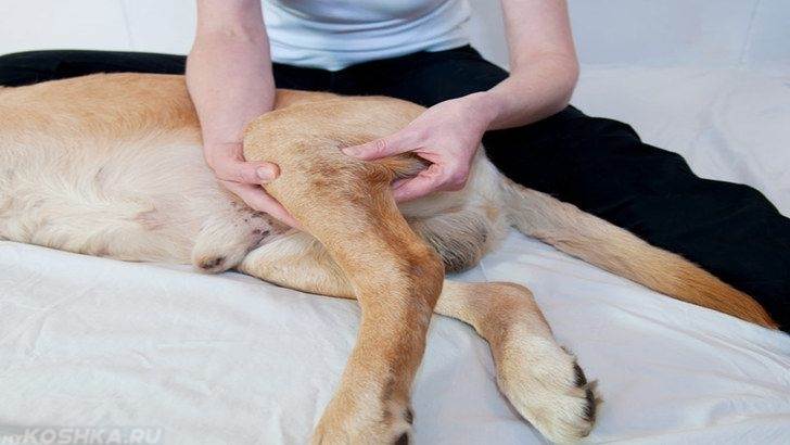 Лечение переломов у собак
