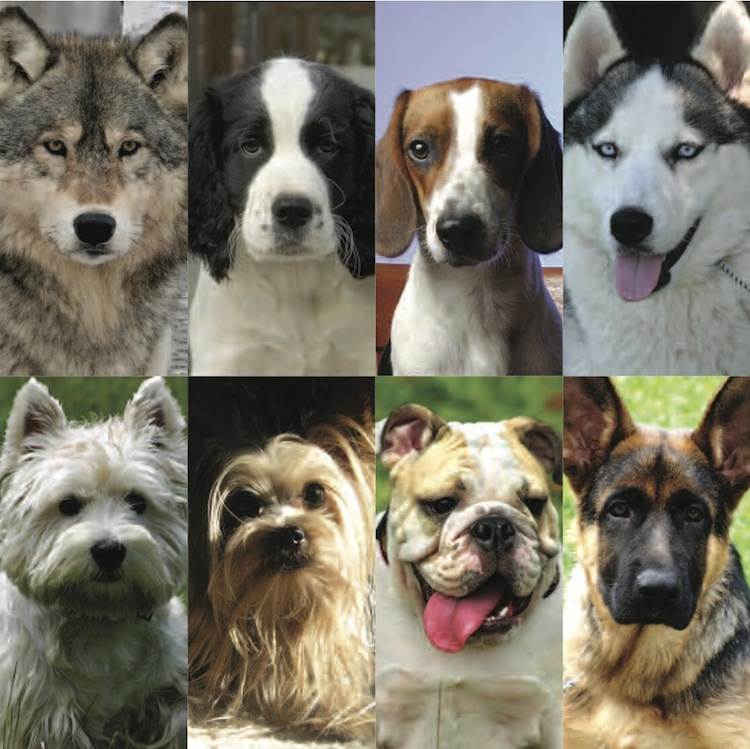 Популярные породы собак в россии и мире — фотографии, названия, описание