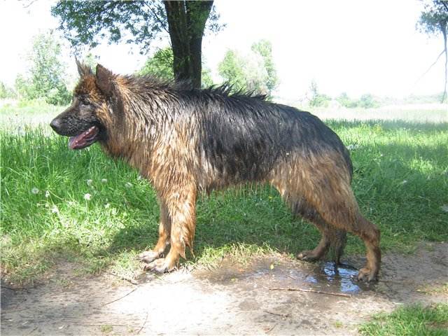 Бриар – фото собаки, описание породы, происхождение, цена