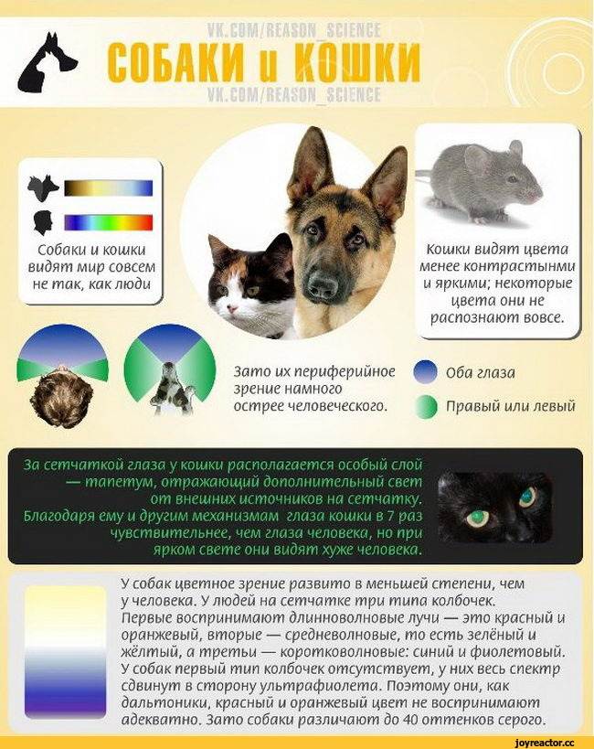 Как собаки видят наш мир: цветовая гамма, угол обзора и другие нюансы, какие могут быть проблемы со зрением у собак