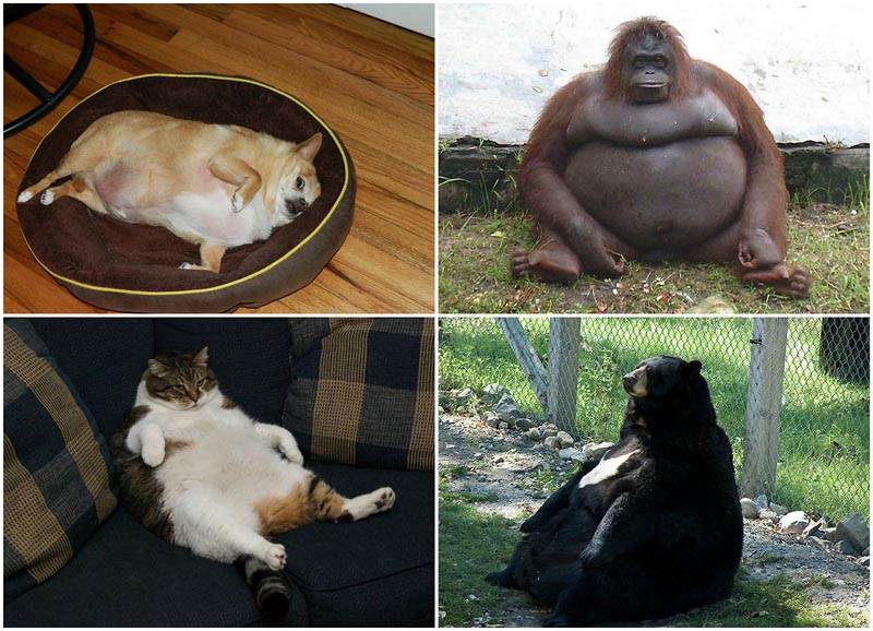 Самые толстые коты и кошки