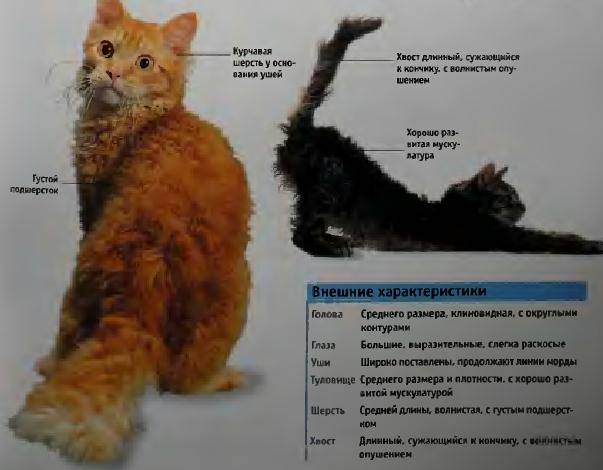 Норвежская лесная кошка: описание внешности и характера, уход за питомцем и его содержание, выбор котёнка, отзывы владельцев, фото кота