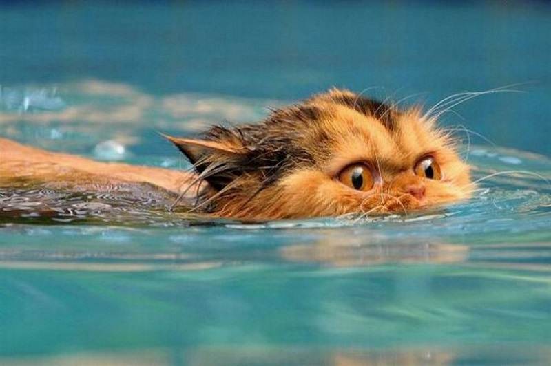 Почему кошки боятся воды: физиологические и психологические причины, как помочь кошке преодолеть страх, советы по купанию питомца