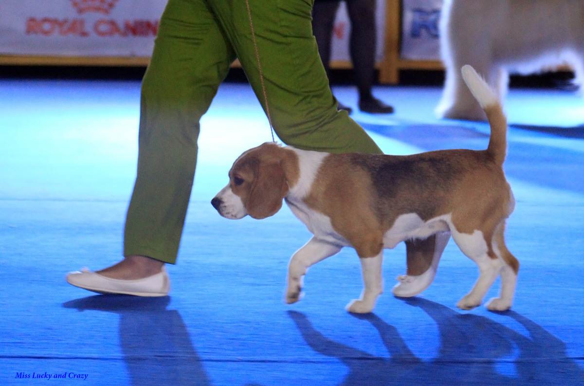 Zooпортал.pro :: выставка собак всех пород ранга сас чемпион оанкоо г. подольск "рождественский турнир - 2022"