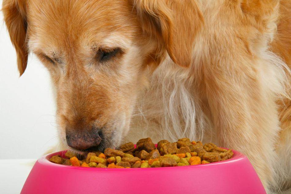 Почему собака не ест новый сухой корм