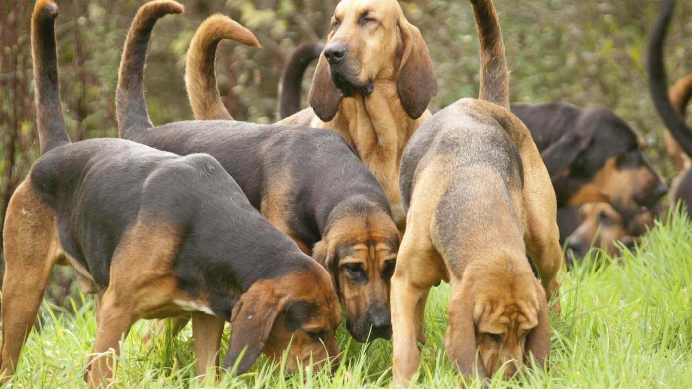 Каких собак называют гончими: описание и фото популярных пород