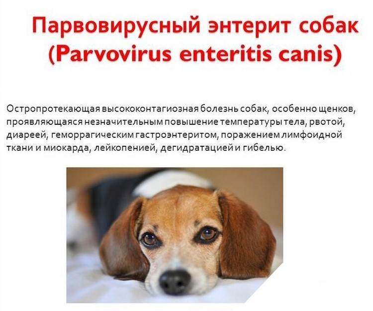 Лечение гастроэнтерита у собак - ветеринарная клиника vetstate