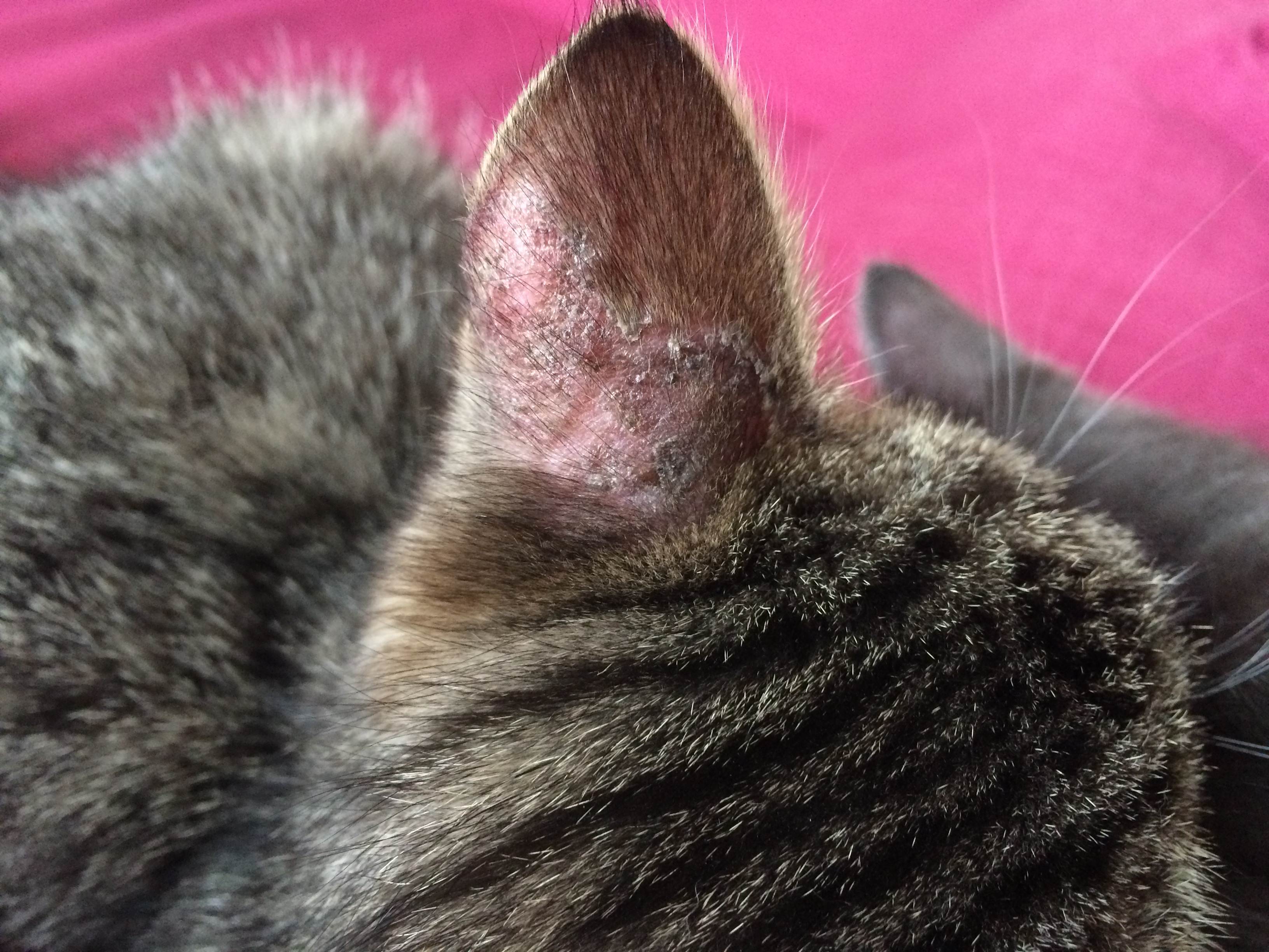 5 причин почему у кошки лысеют уши - лечение и профилактика