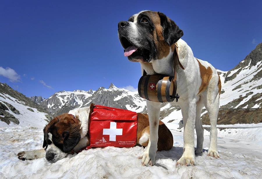 Собаки-спасатели: описание и фото основных пород с краткой характеристикой