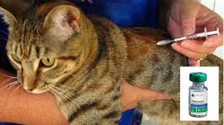Глобфел-4 для кошек: инструкция по применению, отзывы, аналоги препарата