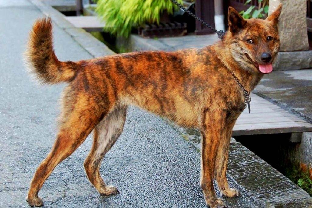 Японская тигровая собака каи ину: описание породы и характер