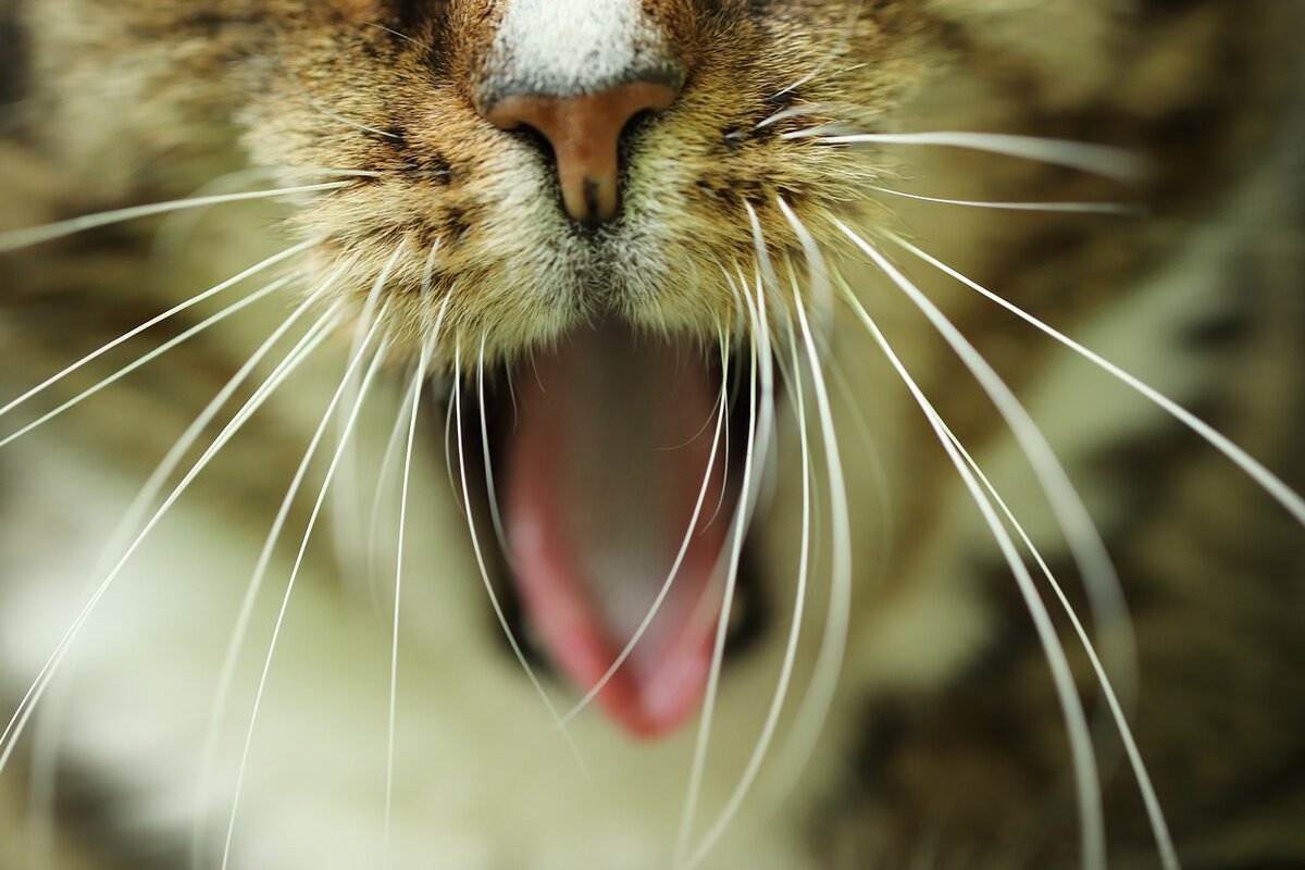 Варианты что случится с усами кота если их обрезать: отрастают ли они по новой