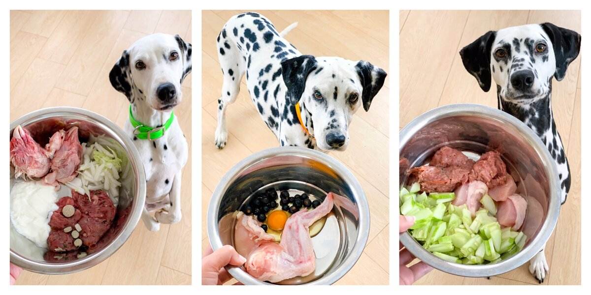 Когда лучше кормить собаку и щенка: до или после прогулки? кормление и выгул собак, основанные на разных принципах, советы хозяину