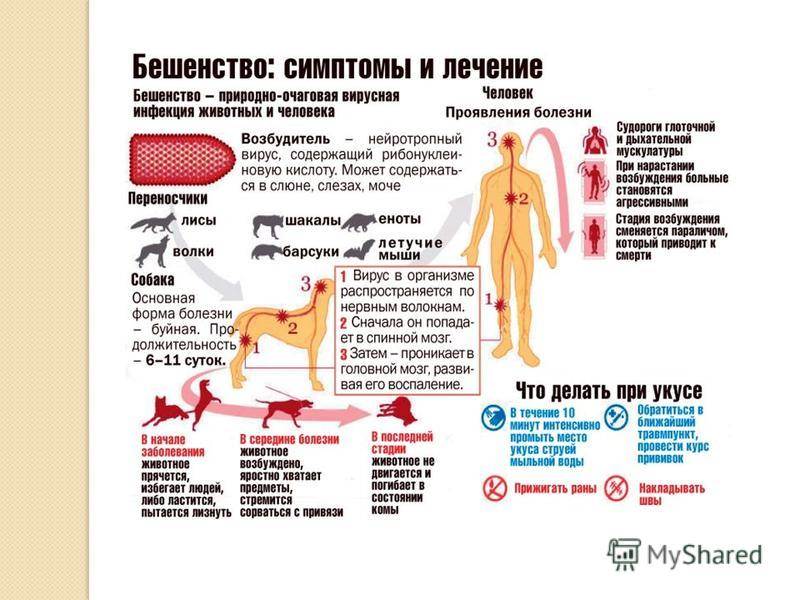 Болезнь ауески у собак | комитет по ветеринарии псковской области