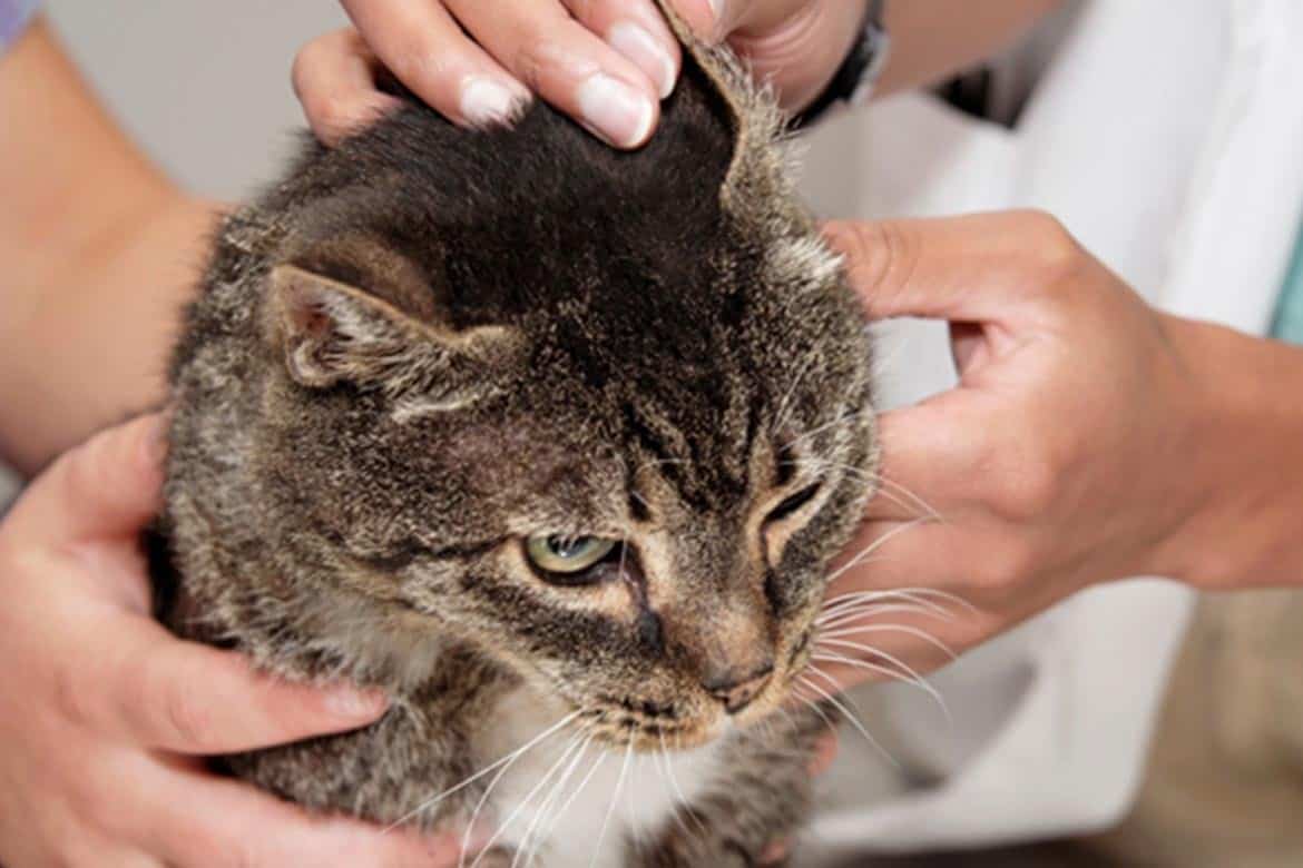 Ушной клещ у кошки - лечение, симптомы в домашних условиях. капли от ушного клеща для кошек.