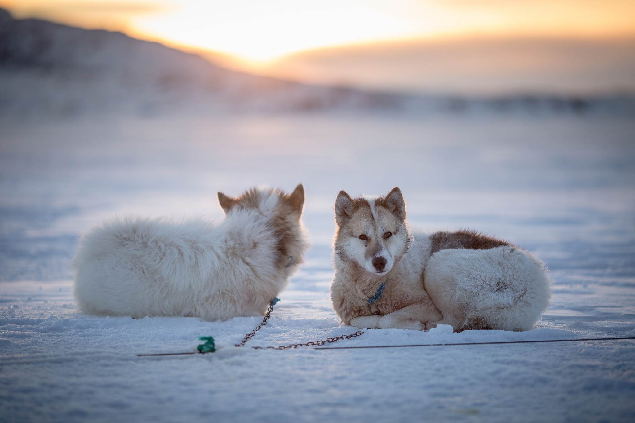 ᐉ описание породы гренландская собака - ➡ motildazoo.ru