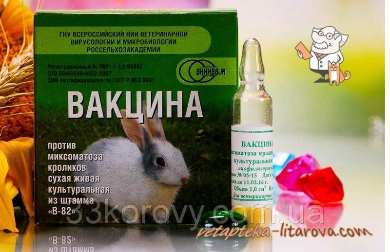Как делать прививки от миксоматоза и вгбк кроликам