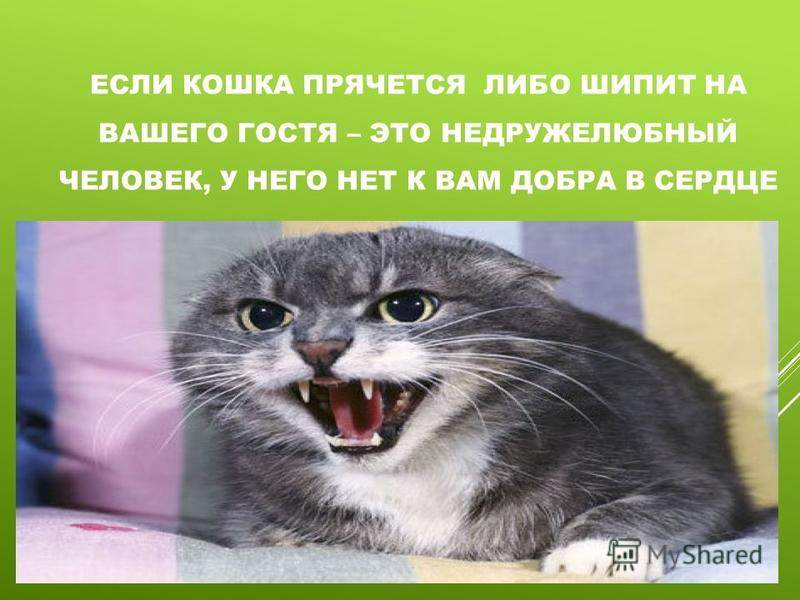 Почему кот постоянно громко мяукает: 8 причин и способы успокоения животного, опасные и неопасные причины мяуканья котят