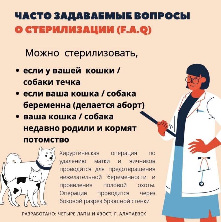 Стерилизация собак — основные методы