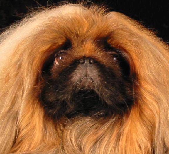 Тибби или тибетский спаниель: фото, описание и содержание древней породы собак с высоким уровнем интеллекта