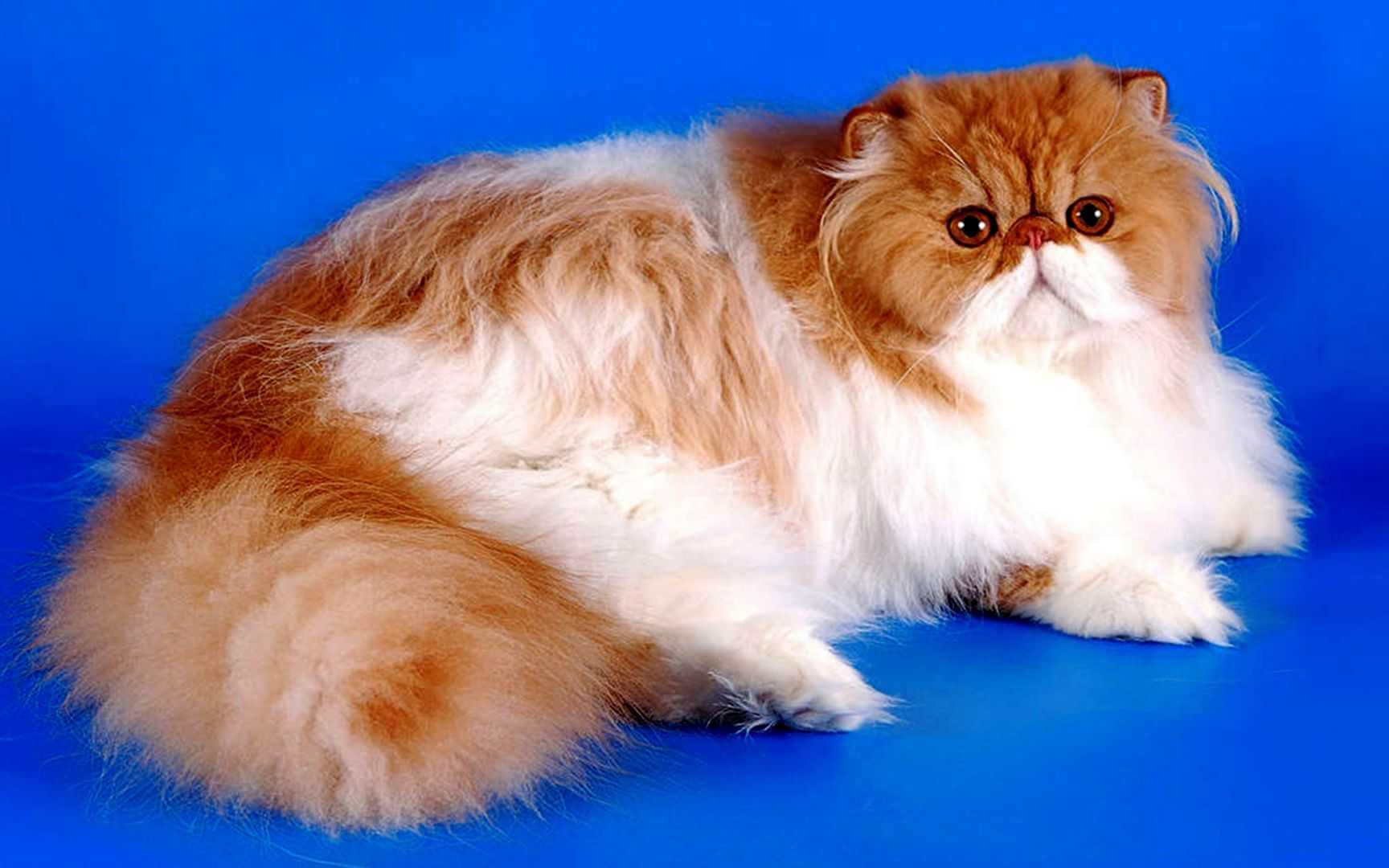 Что такое перс. Экзот шиншилла длинношёрстная. Персидская кошка. Перс экзот длинношерстный. Персидская шиншилла экзот.