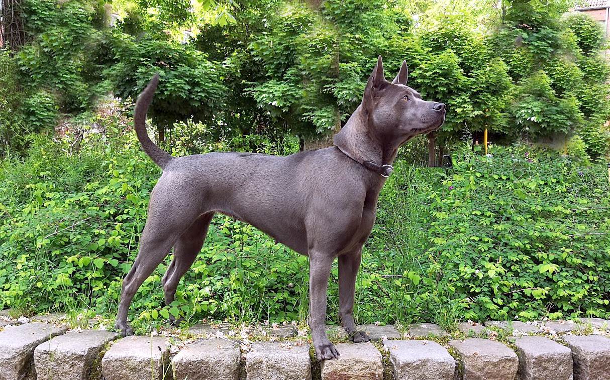 Тайский риджбек — собака охотничьего назначения ⋆ собакапедия
