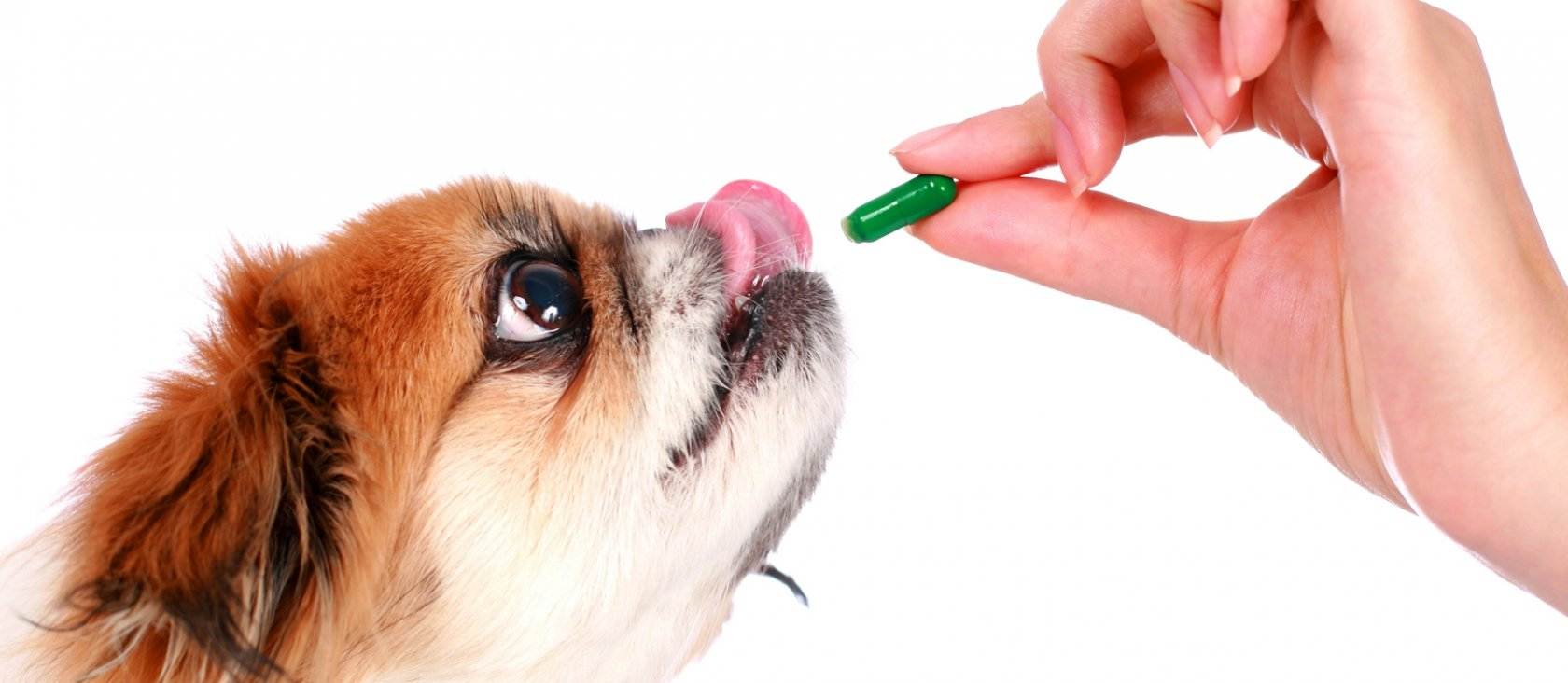 Как правильно давать таблетки собаке | hill's