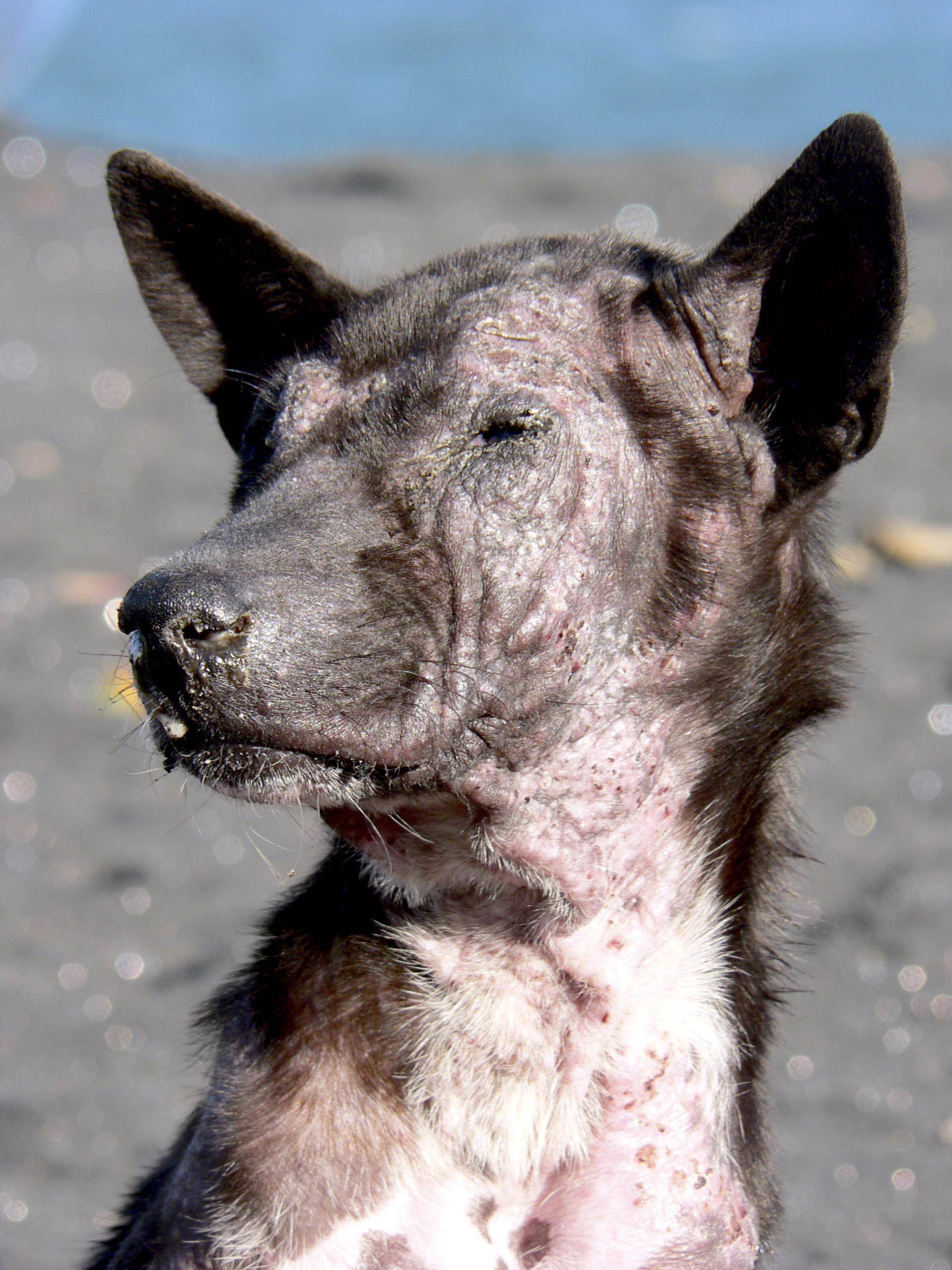 Симптомы, лечение и фото демодекоза у собак