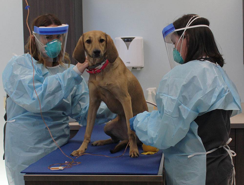 Обзор современных способы стерилизации собак