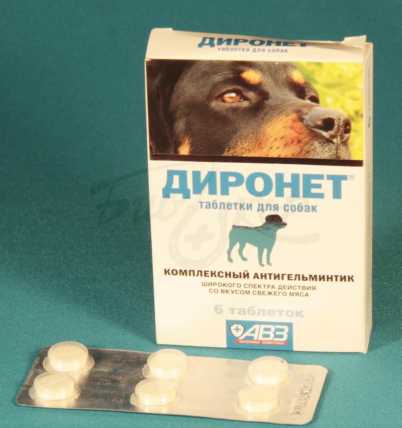 Какие таблетки выбрать от глистов для собак: лучшие средства для здоровья вашего питомца
