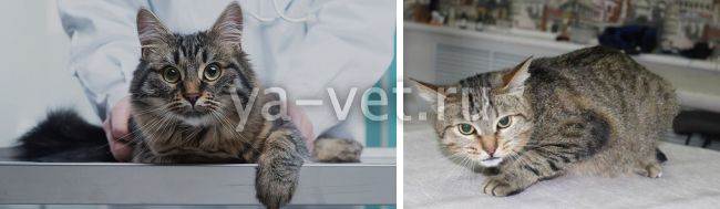 Инсульт у кошек - симптомы и лечение