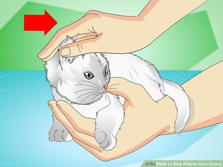 Как успокоить кота или кошку, если животное шипит и чего-то боится