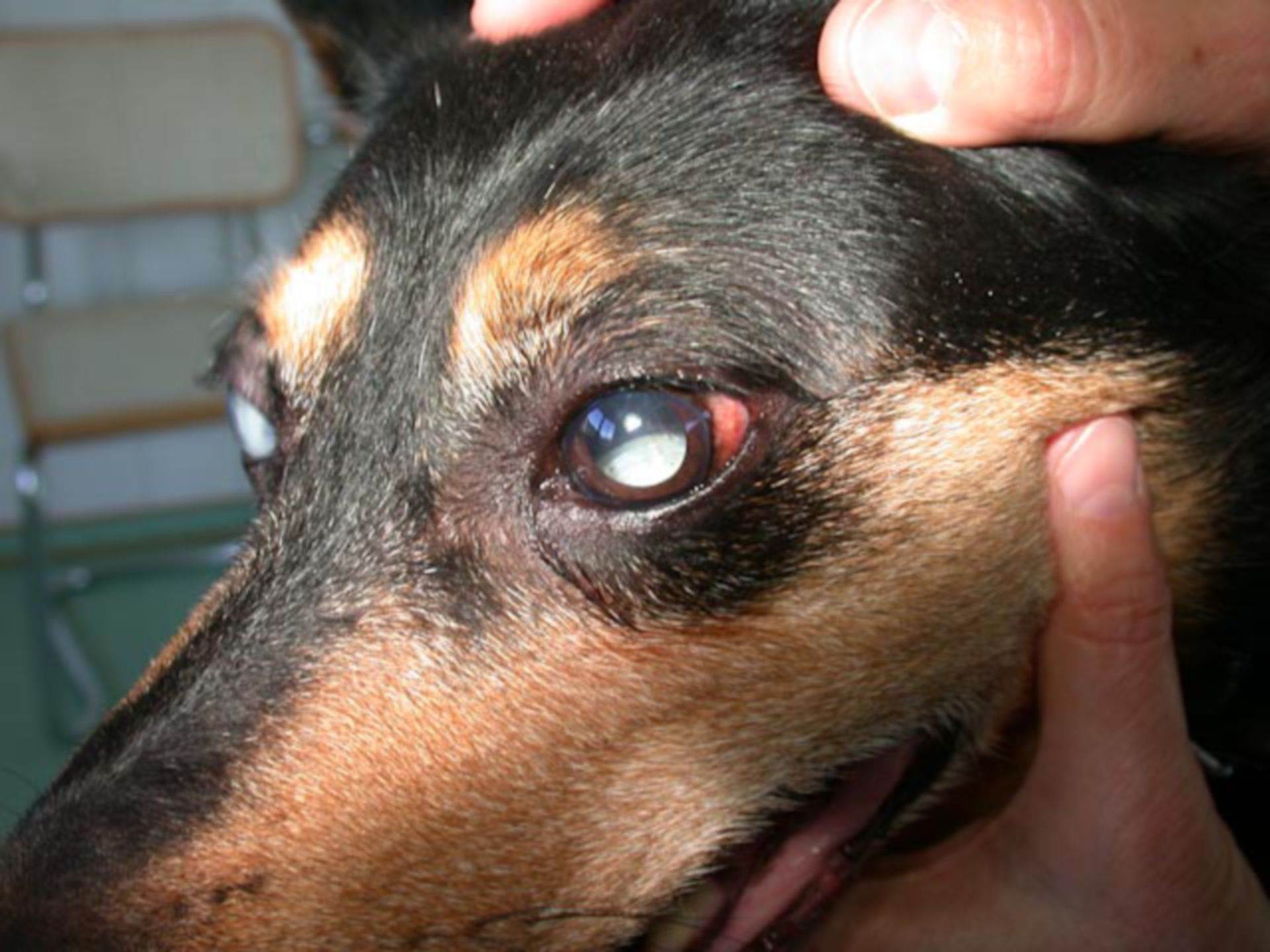 Сухой кератоконъюнктивит у собак: причины и лечение