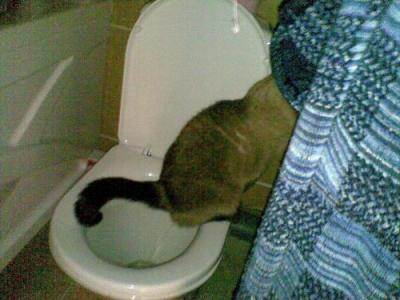 Как часто (сколько раз в день) кошка должна ходить в туалет по-большому и по-маленькому?