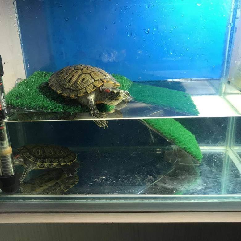 Красноухая черепаха: как правильно ухаживать в домашних условиях