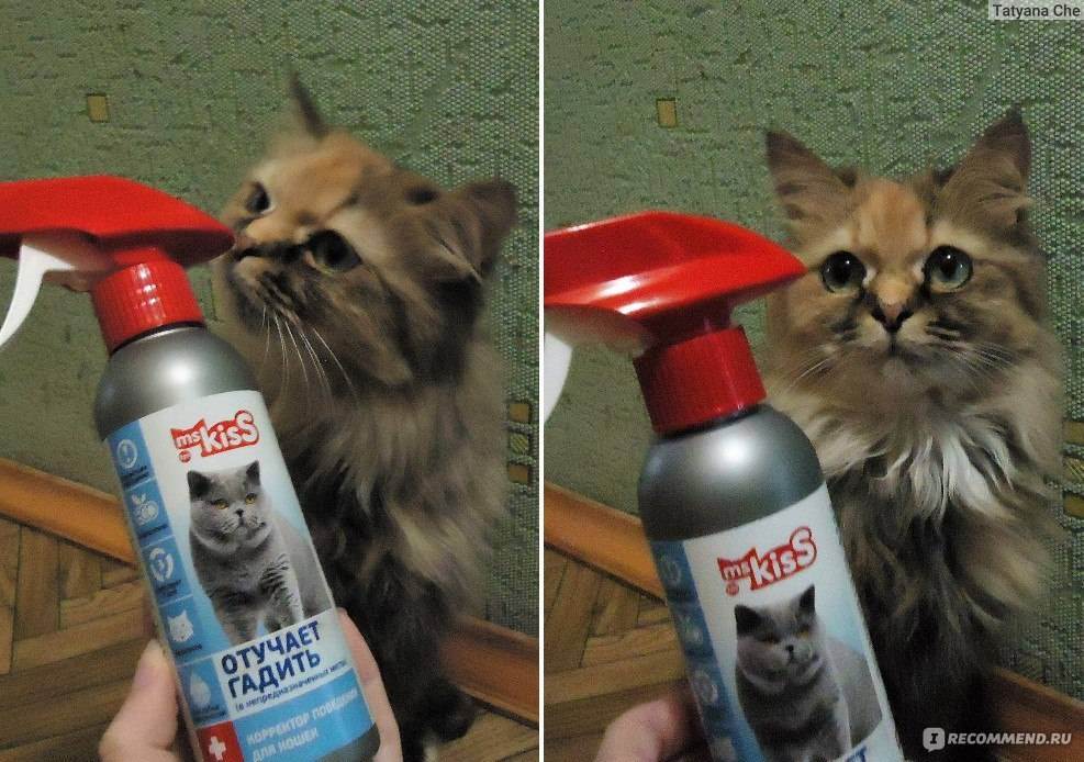 ᐉ какой запах отпугивает кошек? - ➡ motildazoo.ru