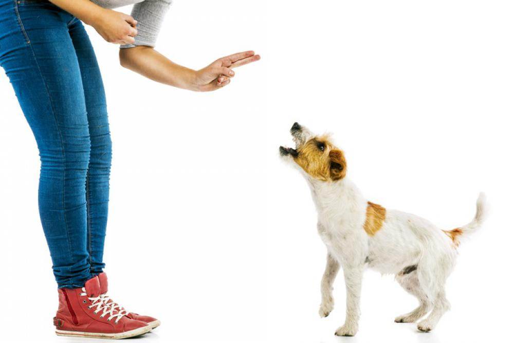 Почему собака прыгает на хозяина передними лапами и как научить ее этого не делать