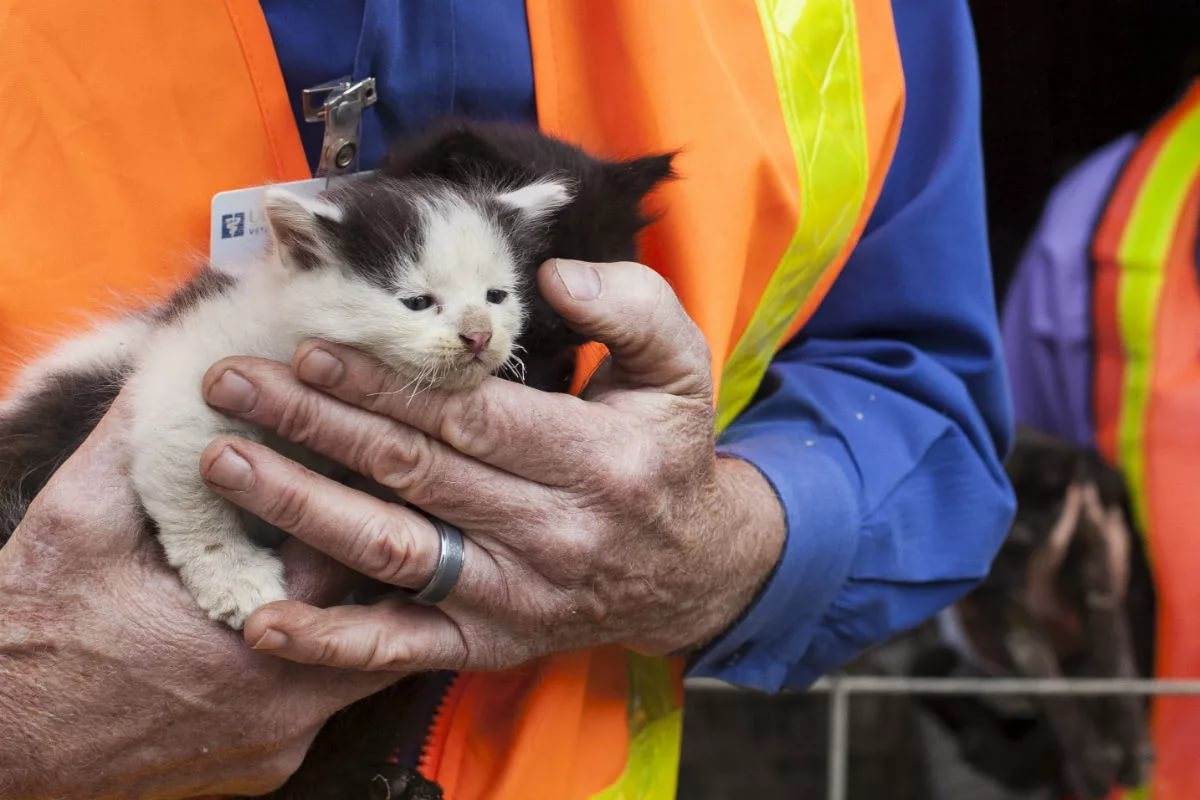 Помощь бездомным котам: в москве и спб