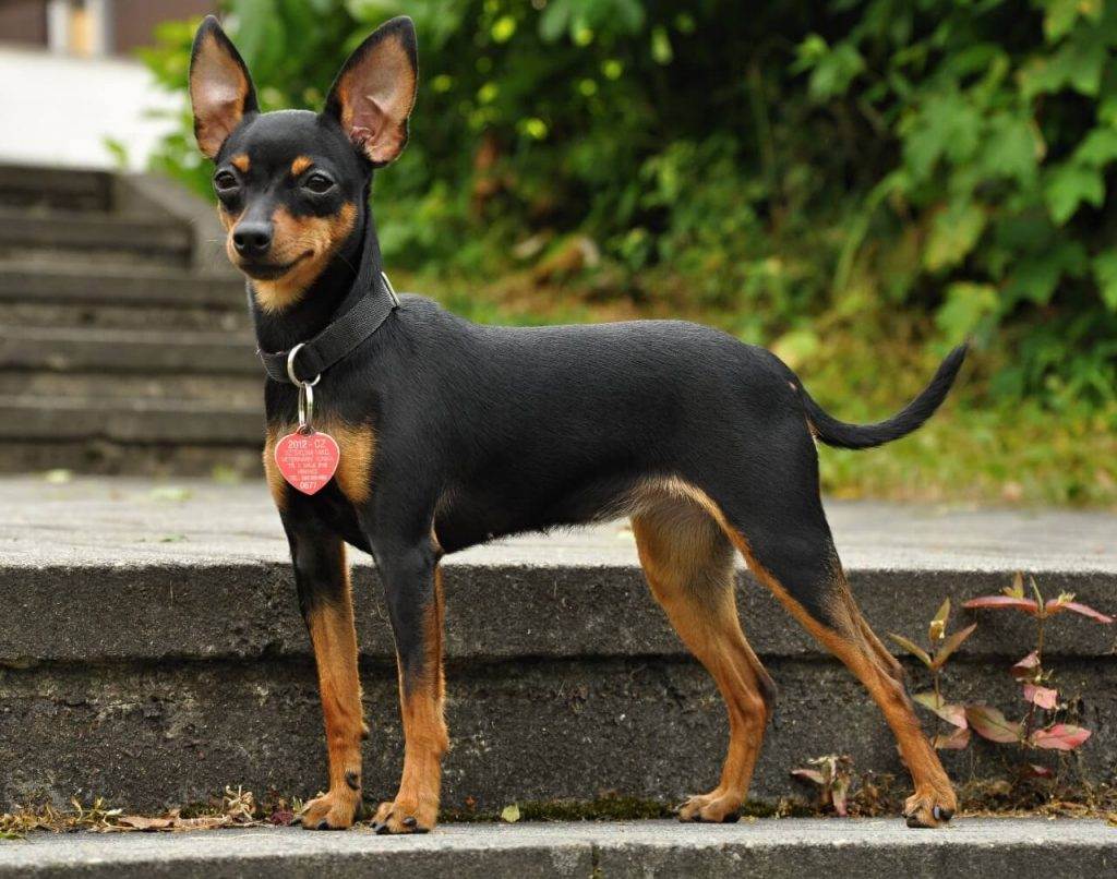 Пражский крысарик: описание породы, фото чешкой собаки, стандарт, сколько стоит