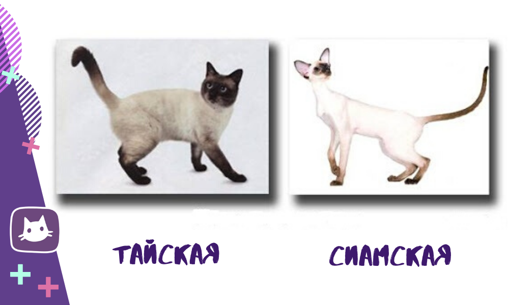 Тайская кошка: фото, описание породы, отзывы, разведение