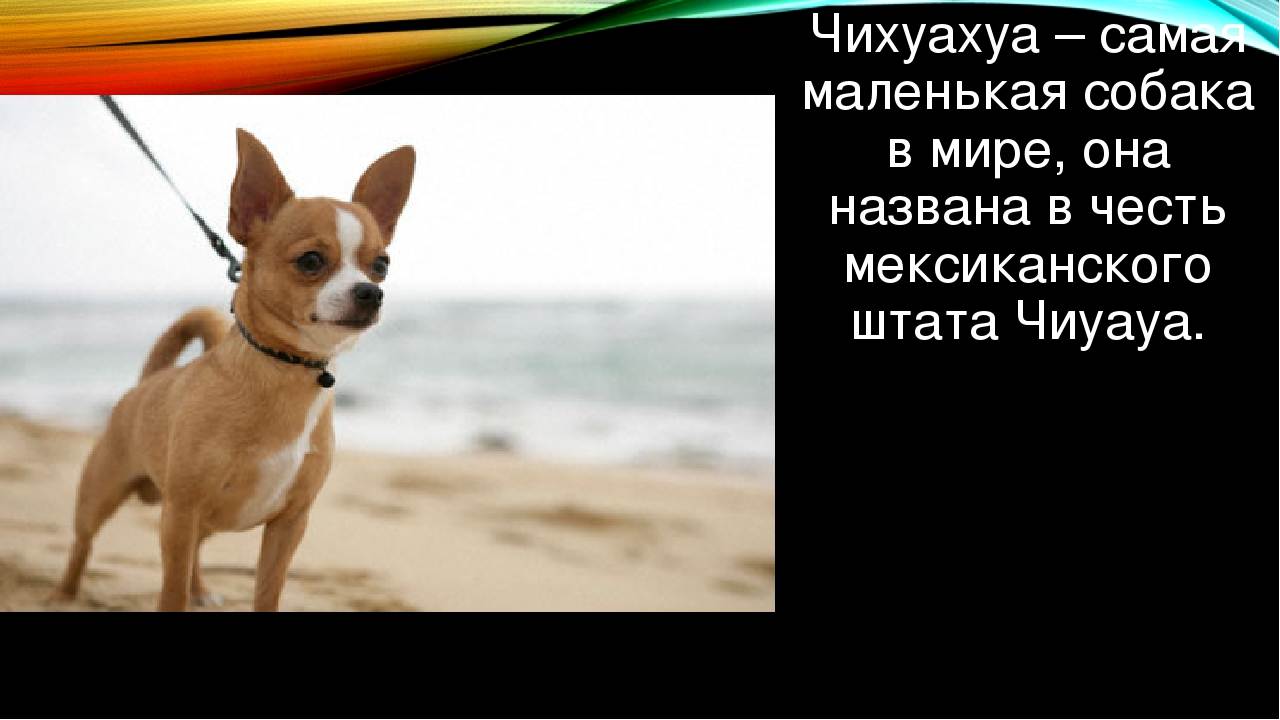 Мифы о собаках и ложные стереотипы | dogkind.ru