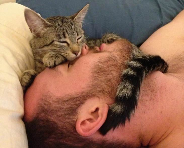 Кошка любит спать на постели своих хозяев: разрешать или нет?