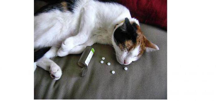 Что делать, если кошка отравилась: чем лечить в домашних условиях, что дать коту при отравлении, чем кормить после, что делать, если кота отравили