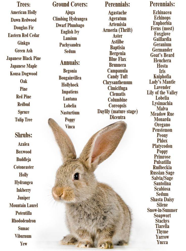 Как назвать кролика: имена и клички для девочек и мальчиков