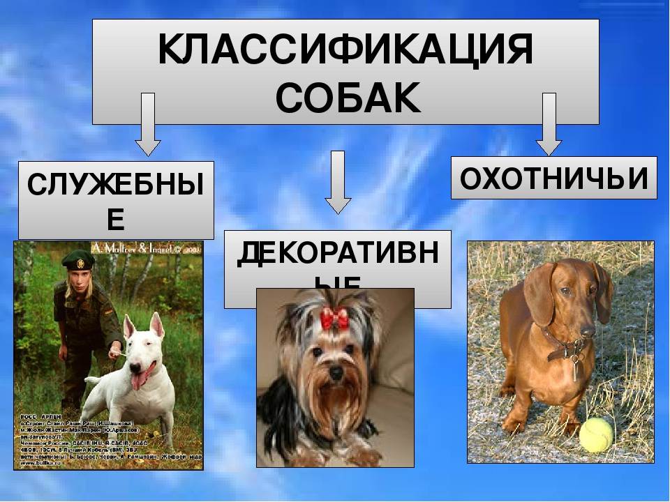 Сколько всего пород собак существует в мире: их перечень и классификация